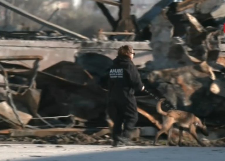 Με τη συνδρομή σκύλων – ανιχνευτών οι έρευνες στη «Βιολάντα»