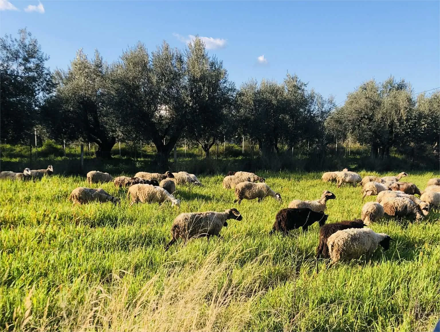 Αυξημένο πριμ για νέους αγρότες και επαγγελματίες με έδρα στην ύπαιθρο φέρνει η νέα προγραμματική περίοδος