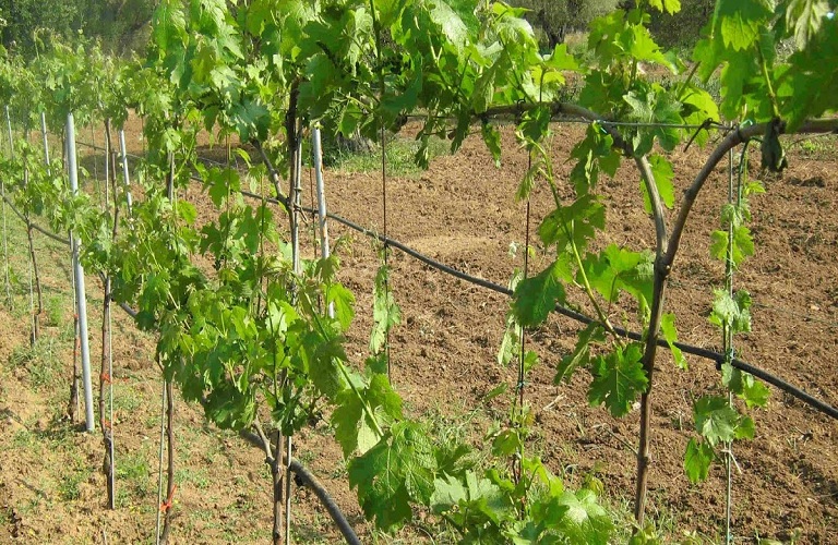 Αγροτικά - Αμπέλι: Χορήγηση αδειών για νέες φυτεύσεις οινοποιήσιμων ποικιλιών