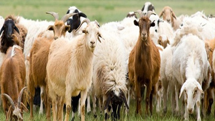 ΥΠΑΑΤ: Διευκρινίσεις για τα μέτρα περιορισμού μετακινήσεων αιγοπροβάτων σε περιοχές που έχουν πληγεί από την ευλογιά