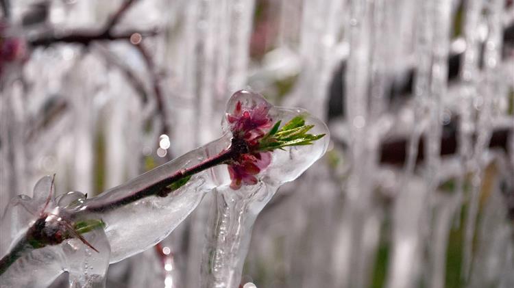 ΕΛΓΑ – ΔΕ Νέσσωνος: Παρελήφθησαν τα πορίσματα για τον παγετό Μαρτίου 2025 – Από σήμερα η προθεσμία για ενστάσεις