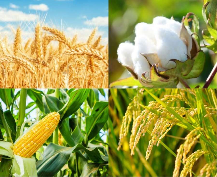 Κέρδη, που αντανακλούν ισχυρή ζήτηση, σημείωσαν οι τιμές σε σιτάρι, σόγια, βοοειδή και βαμβάκι