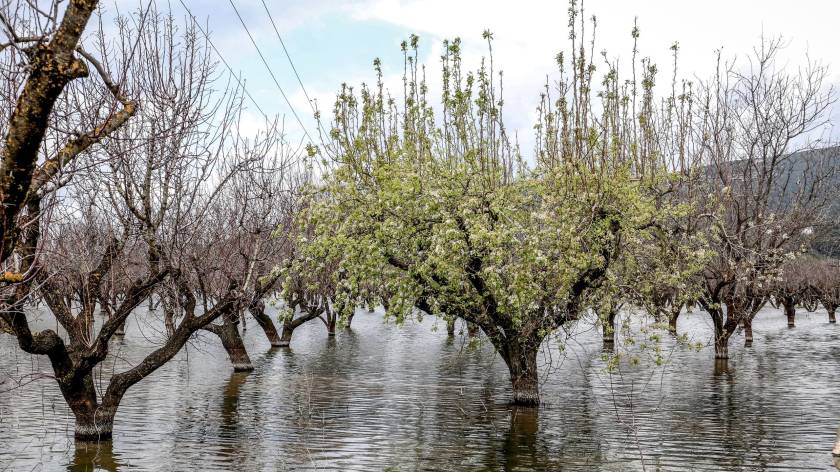 Χωρίς ψιλά γράμματα με έντοκες επιστροφές η εξόφληση στο φυτικό κεφάλαιο Daniel, προς καλοκαίρι η ουρά 40%