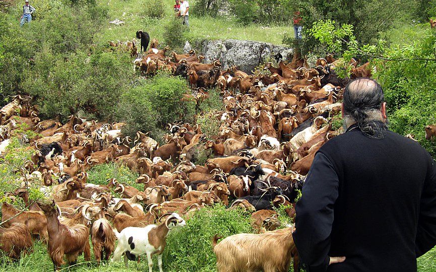Έβγαλε τα κατσίκια να τα βοσκήσει σε περιοχή της Αγιάς και ...συνελήφθη!