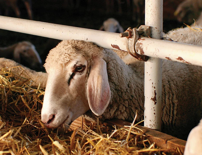 Αύξηση παραγωγής αιγοπρόβειου γάλακτος το 2025 παρά τις χιλιάδες θανατώσεις