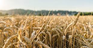 Μεγάλη Πέμπτη το στοίχημα για πληρωμές  συνδεδεμένες σε κριθάρι, σιτάρι, ειδική βάμβακος και υπόλοιπα Βασικής