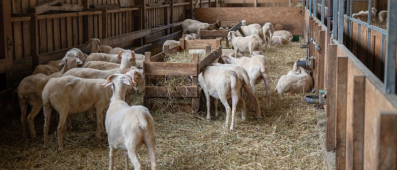Υποχρεωτικοί από φέτος οι βόλοι στα αιγοπρόβατα, για τη λήψη ενισχύσεων