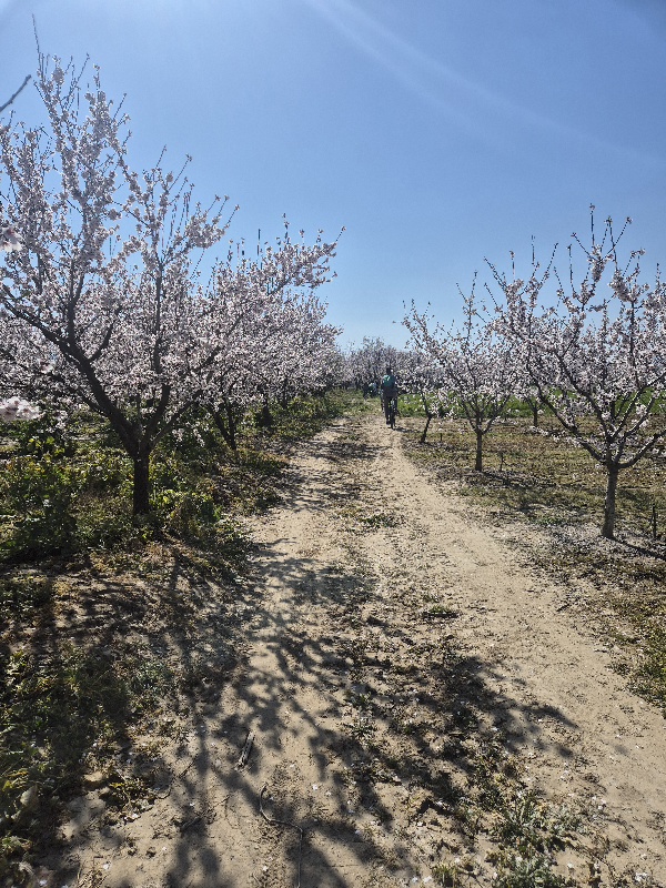 «Δρόμοι των ανθισμένων αμυγδαλιών» στο Συκούριο -πλήθος κόσμου στην εκδήλωση