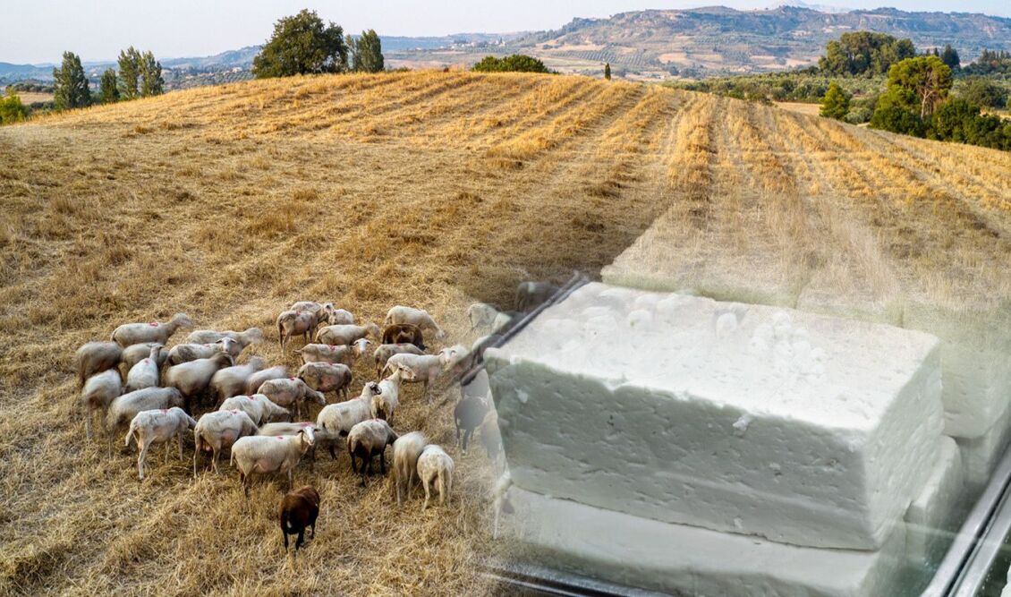 Κόκκαλης: Κίνδυνος σημαντικής μείωσης της παραγωγής φέτας και αδιέξοδο στις αδειοδοτήσεις κτηνοτροφικών μονάδων