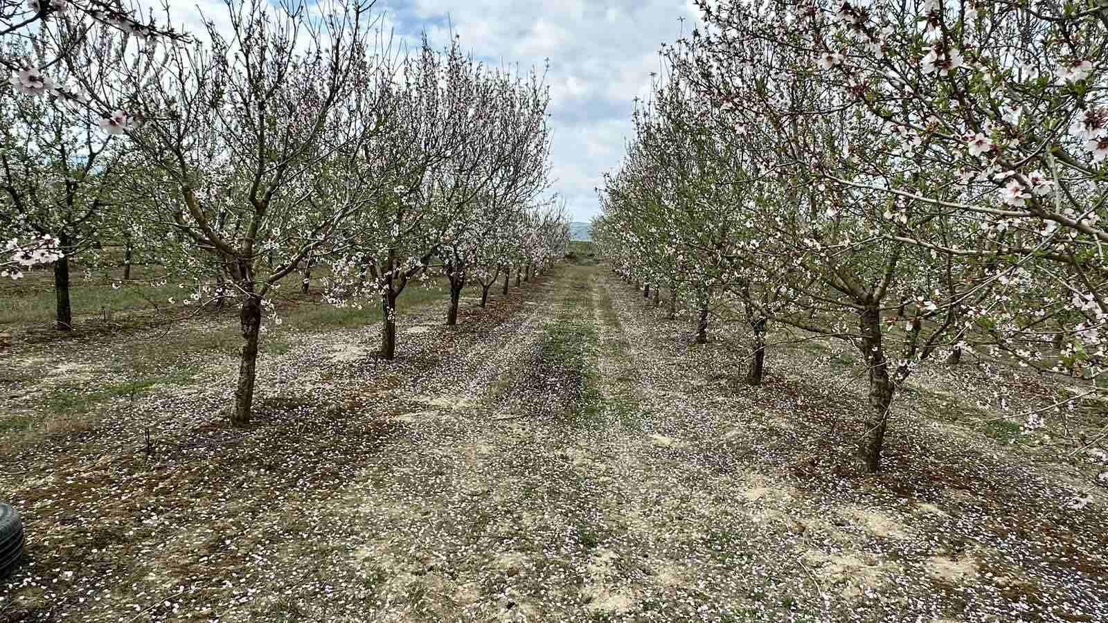 Τακούδης: Προσοχή κίνδυνος για παγετό Σαββάτο ξημερώματα σε περιοχές με δέντρα στη Λάρισα (video)