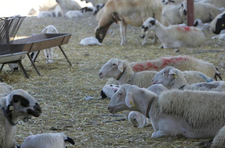 Κτηνοτρόφοι Θεσσαλίας: «Ανησυχία και αγανάκτηση για την εμφάνιση κρούσματος αφθώδους πυρετού στη Λέσβο»