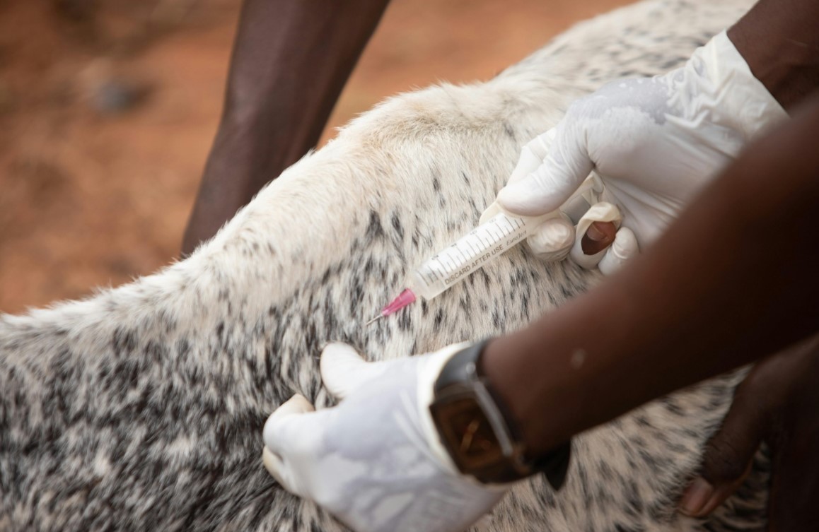Καθηγητής Κτηνιατρικής Δημ Γκουγκουλής: Ο αφθώδης μεταδίδεται σαν πυρκαγιά (video)