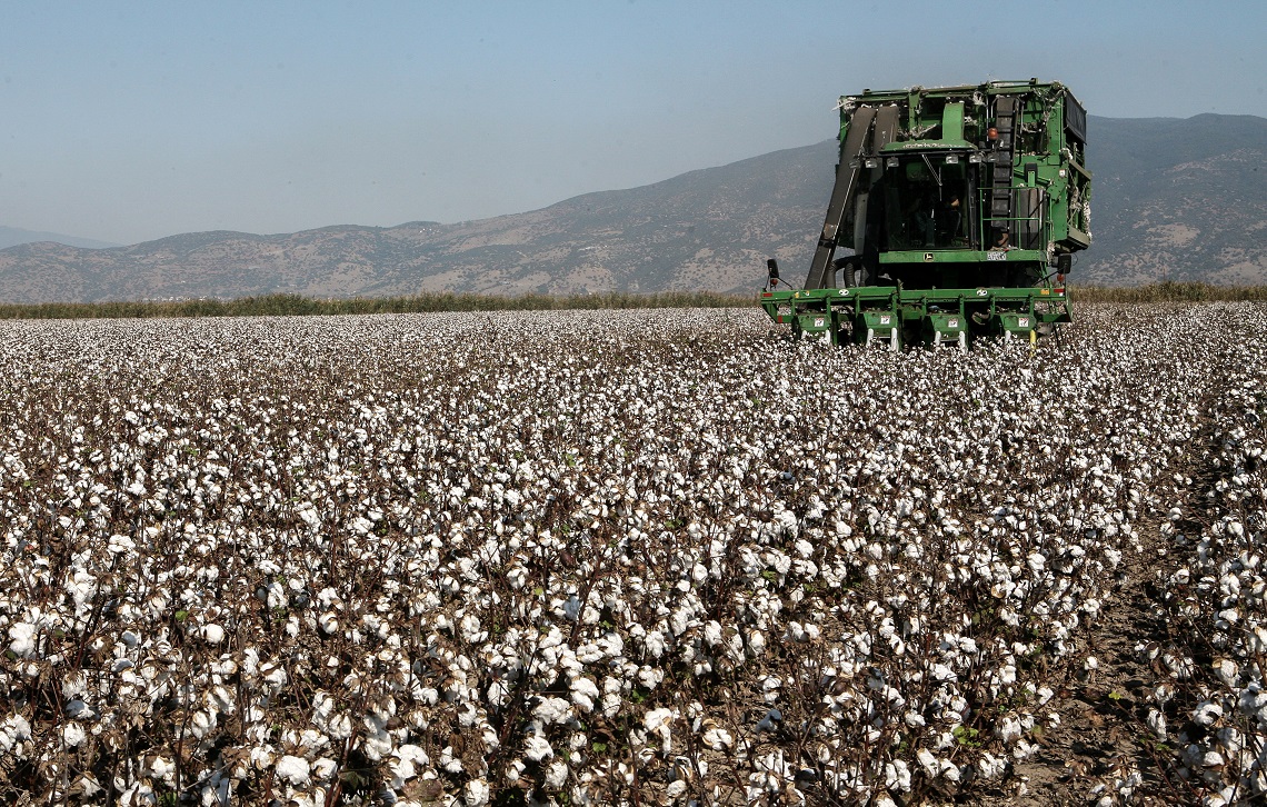 Σε κρίσιμη καμπή το ελληνικό βαμβάκι, όλοι βάζουν πλάτη για στήριξη της καλλιέργειας