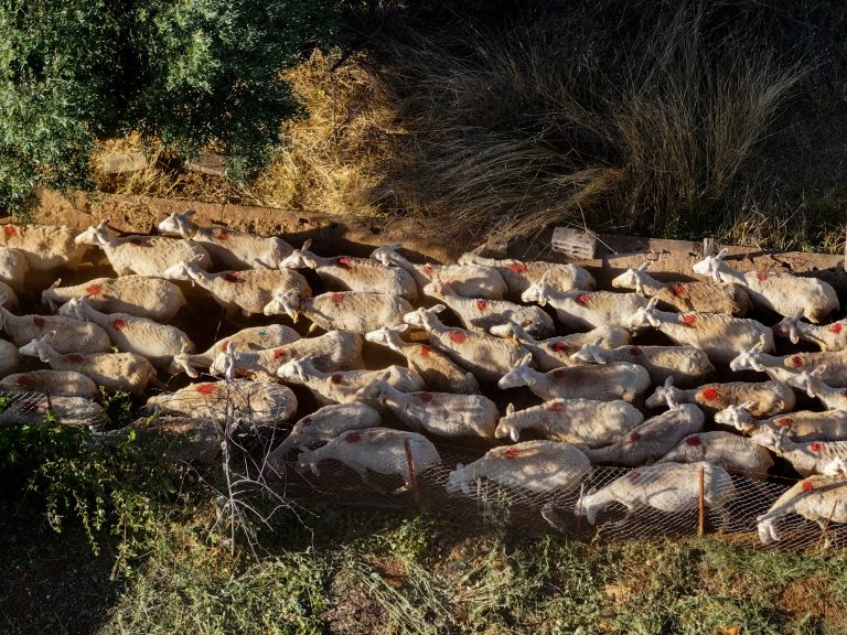 Λέσβος: Δεύτερη εκτροφή με αφθώδη πυρετό – Περισσότερους κτηνιάτρους ζητά η Περιφέρεια