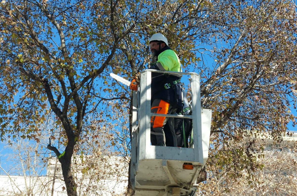 Δήμος Λαρισαίων: Εργασίες κλαδέματος δέντρων την Κυριακή στην οδό Σωκράτους, στη Νέα Σμύρνη (ΦΩΤΟ)