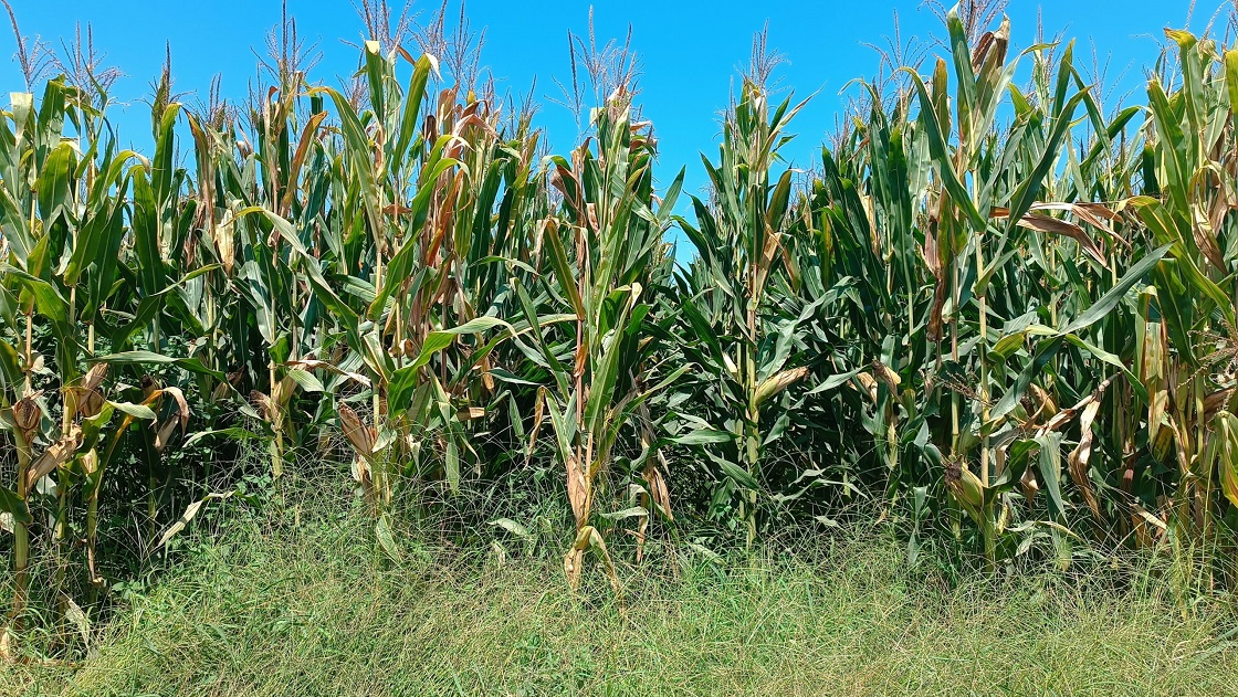 Μέχρι και 20% παραπάνω σε εκτάσεις το καλαμπόκι στη Θεσσαλία, από 20 λεπτά τα συμβόλαια