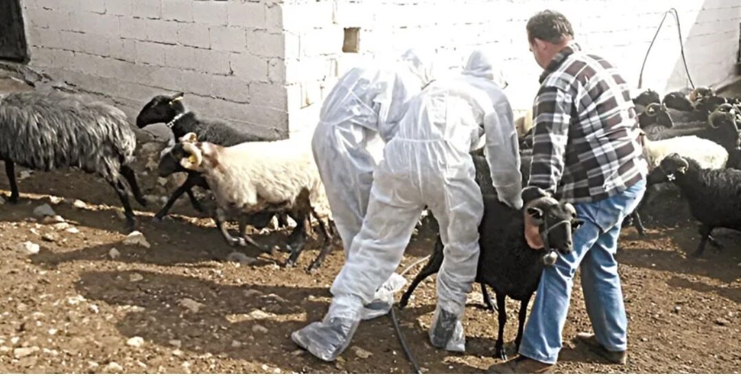 Έκτακτα μέτρα για την αντιμετώπιση ζωονόσων – Επέκταση  με τροπολογία των παρεμβάσεων για την ευλογιά και στον αφθώδη πυρετό