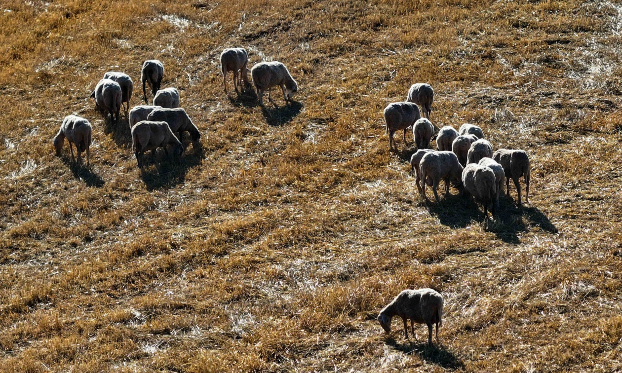 Συνολικά 2.147 κρούσματα ευλογιάς των αιγοπροβάτων και 25 κρούσματα αφθώδους πυρετού