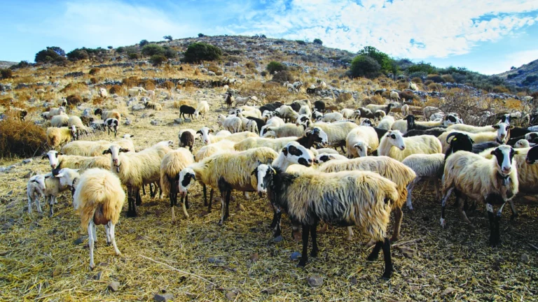 Χιλιάδες εξετάσεις για ευλογιά των αιγοπρόβατων εν όψει του Πάσχα από το Κτηνιατρικό Εργαστήριο Λάρισας