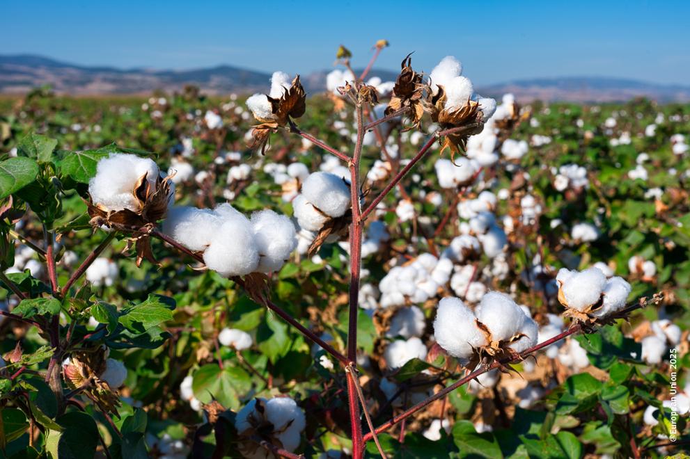 Πως μπορεί να παραμείνει η βαμβακοκαλλιέργεια στη Θεσσαλία