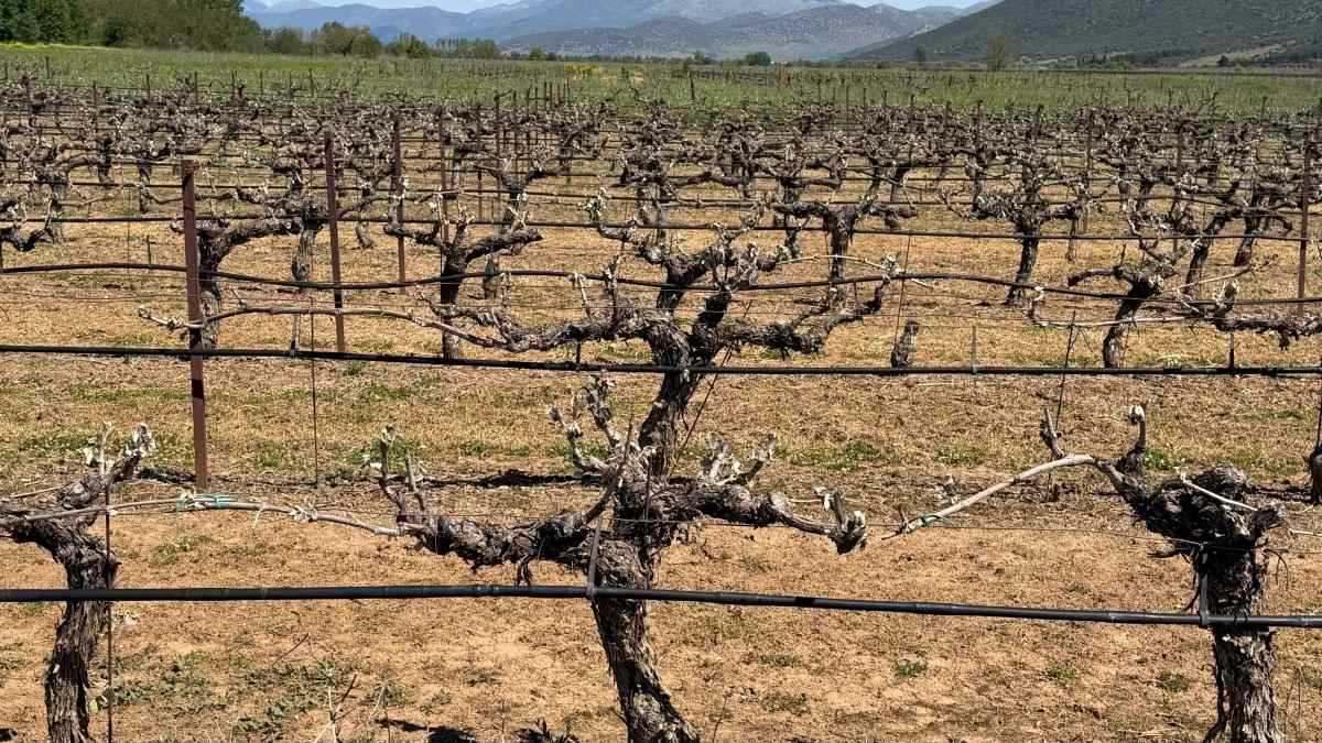 Χάνεται η οινική χρονιά φέτος για τη Νεμέα, πολύ μεγάλες οι καταστροφές του παγετού της 3ης Μαΐου