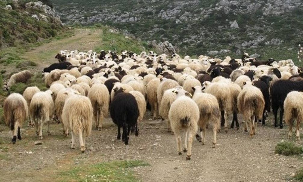 Αφθώδης πυρετός: «Αν φύγει από Μυτιλήνη και πάει στην ηπειρωτική χώρα καταστράφηκε η κτηνοτροφία»