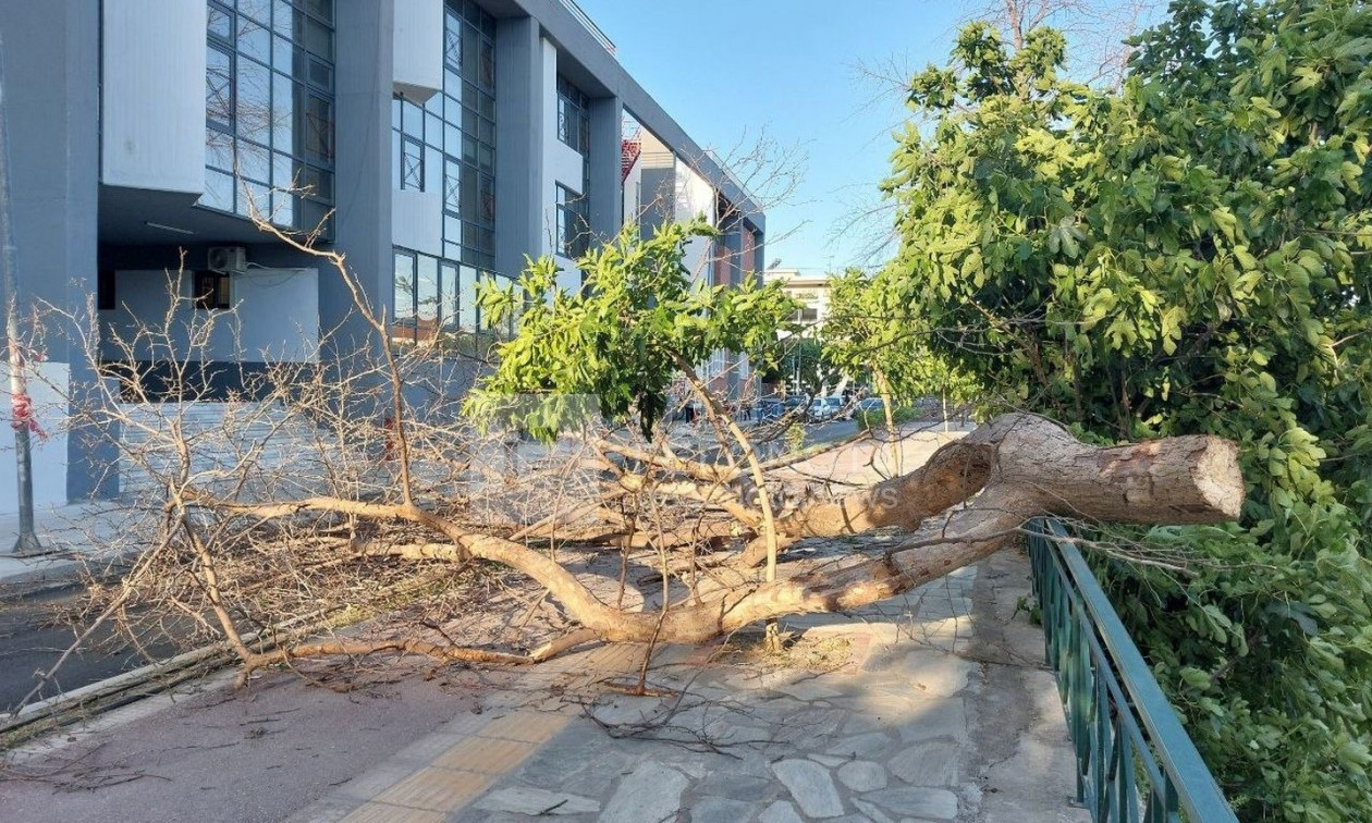 Βόλος: Δέντρο έπεσε μπροστά σε λύκειο «κόβωντας» τον δρόμο στη μέση