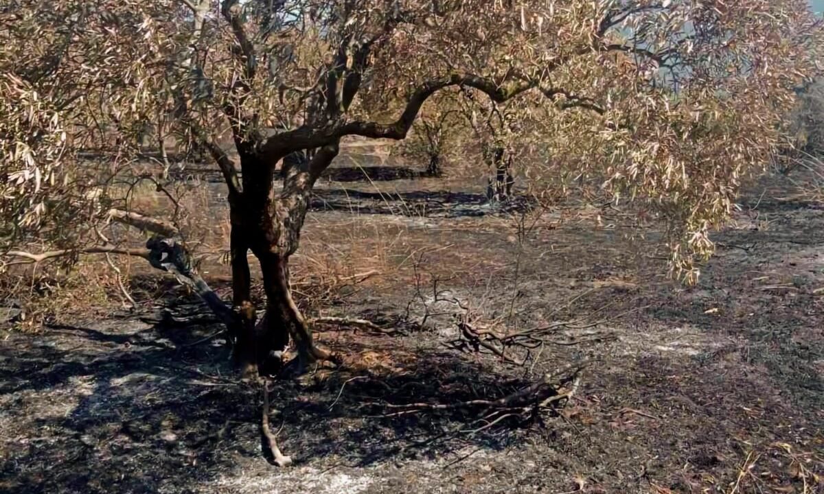 Κραυγή απόγνωσης από τους Γόννους μετά τη φωτιά που αφάνισε ελαιώνες και κόπους μίας ζωής