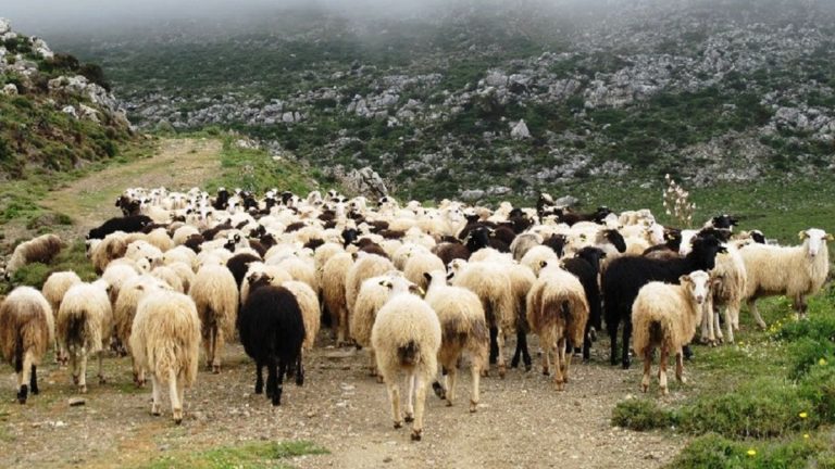 Θεσσαλία: Υπό προϋποθέσεις η μετακίνηση ζώων προς θερινούς βοσκότοπους – Τι προβλέπει η νέα εγκύκλιος του ΥΠΑΑΤ