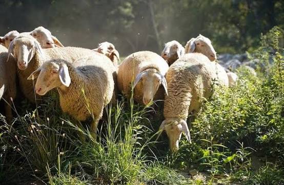 Καββαδάς: 7,4 εκατ. ευρώ στη Μαγνησία για αποζημιώσεις και στήριξη κτηνοτρόφων που επλήγησαν από την ευλογιά