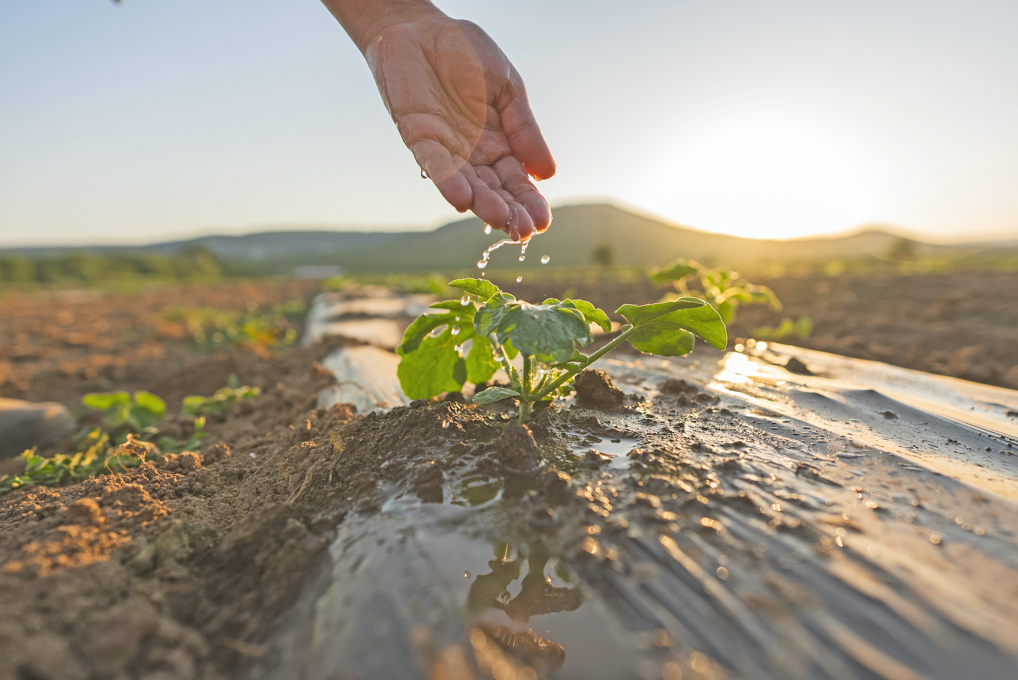 Οι αυστηρότεροι έλεγχοι στα Eco Schemes είναι απαραίτητοι αλλά πολλοί παραγωγοί θα μείνουν απλήρωτοι