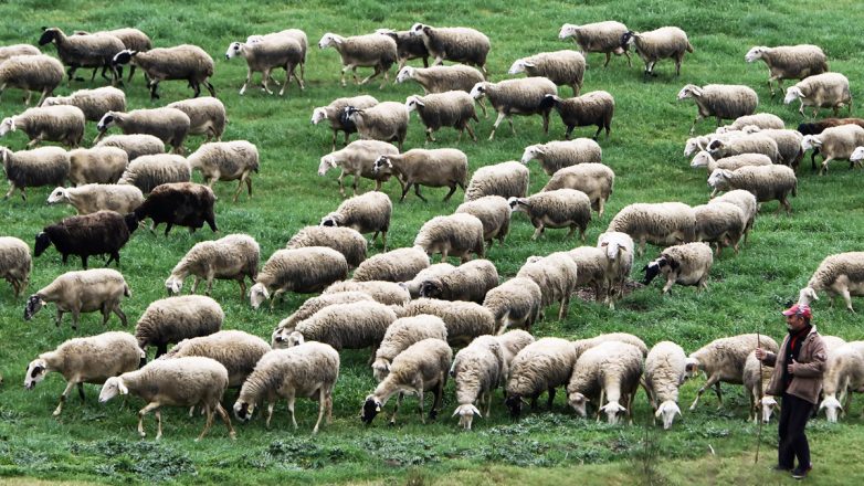 Η Κομισιόν πιέζει την Ελλάδα για εμβολιασμό των αιγοπροβάτων-ζητά ορολογική εξέταση των ζώων και PCR test