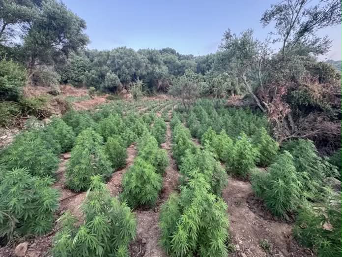Φυτείες-μαμούθ στην Πελοπόννησο: Πάνω από 3.000 δενδρύλλια και προσδοκώμενα κέρδη εκατομμυρίων