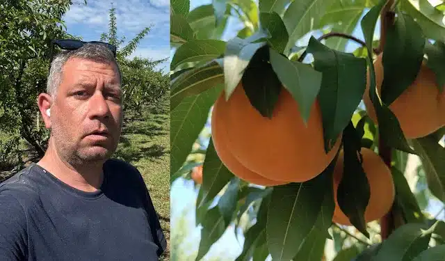 Αγρότης στη Λάρισα χαρίζει τα νεκταρίνια του αντί να τα πουλήσει