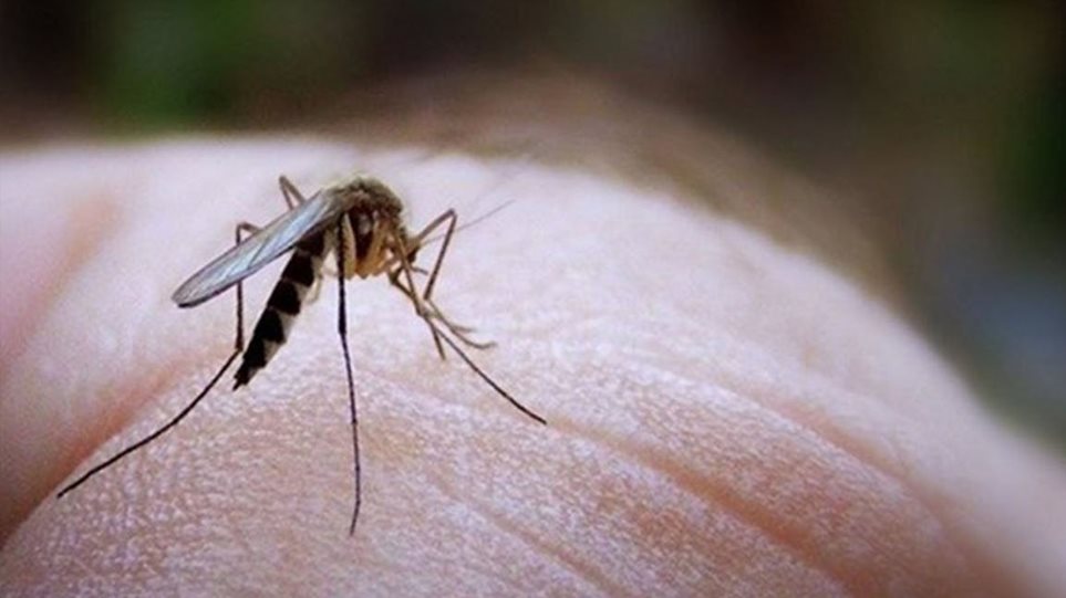 «Επηρεαζόμενες περιοχές» οι  Δήμοι Λαρισαίων και  Παλαμά για τον ιό του Δυτικού Νείλου
