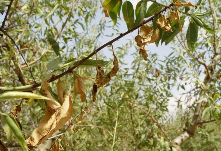 Ενδιαφέρουσα εκδήλωση το απόγευμα στο Συκούριο για τη φόμοψη (φουζίκοκο) της αμυγδαλιάς