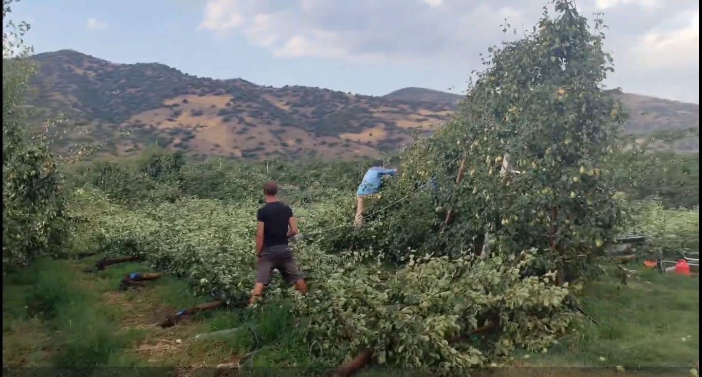 Δυνατό μπουρίνι έπληξε τα Δελέρια Τυρνάβου και τα παράλια Αγιάς- έπεσαν δέντρα και παλμέτες με αχλάδια(ΦΩΤΟ+video)