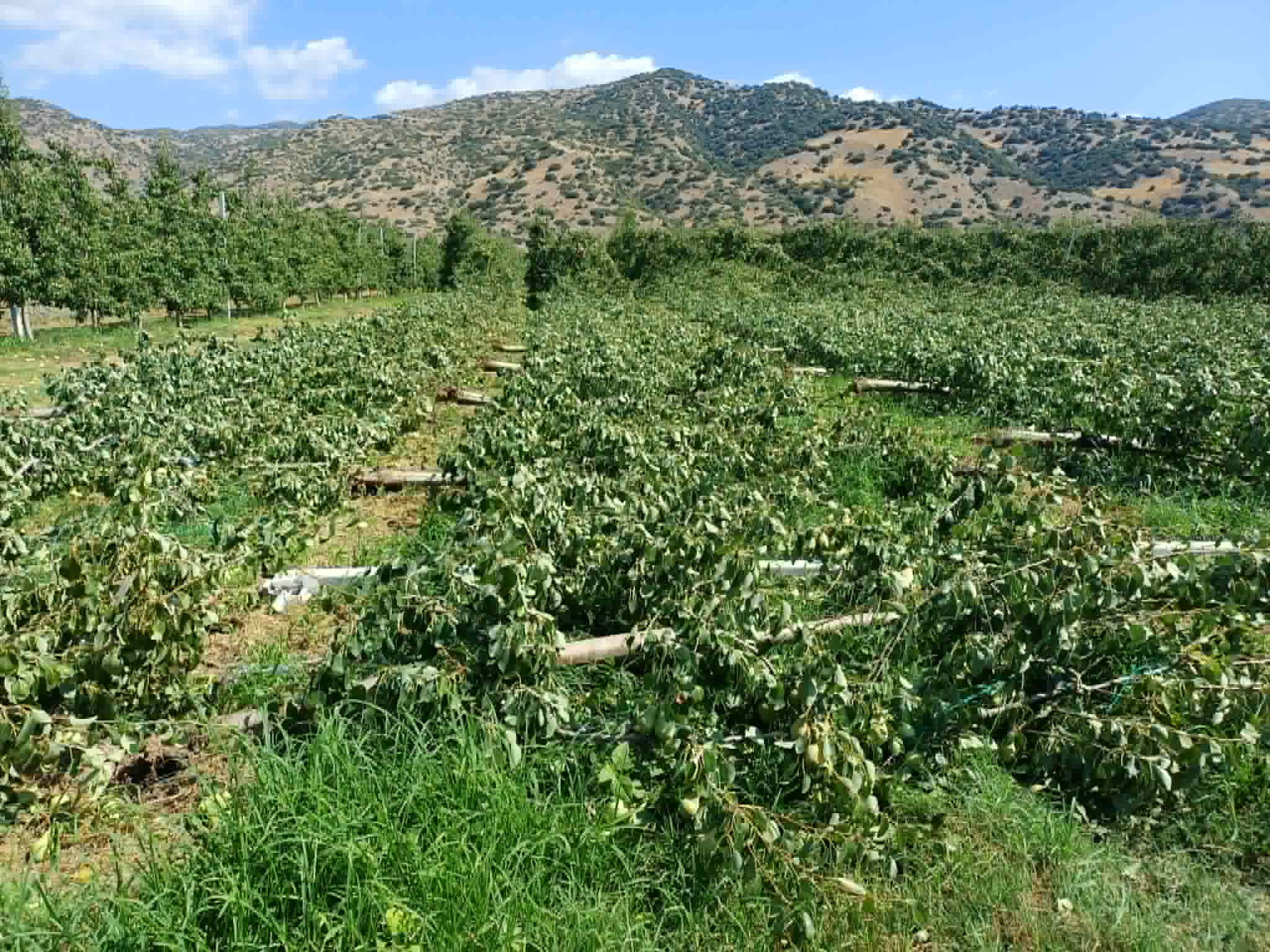 Μεγάλες ζημιές σε καλλιέργειες στο Αργυροπούλι από τον ισχυρό μπουρίνι- έπεσαν παλμέτες με αχλαδιές (ΦΩΤΟ)