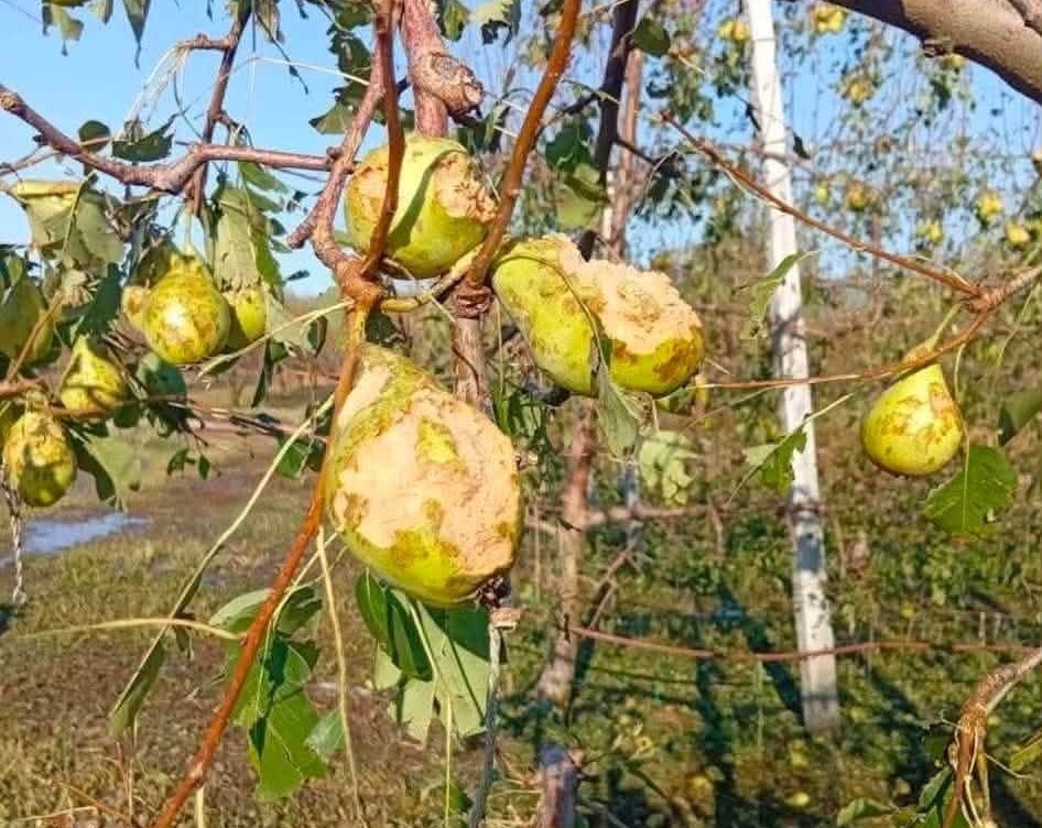 Κυβέρνηση για ζημιές από χαλάζι: Τροπολογία Μ. Σχοινά για αποζημιώσεις στο 100% της ζημίας- προκαταβολές στα πρότυπα Daniel Κυβέρνηση για ζημιές από χαλάζι: Τροπολογία Μ. Σχοινά για αποζημιώσεις στο 100% της ζημίας- προκαταβολές στα πρότυπα Daniel