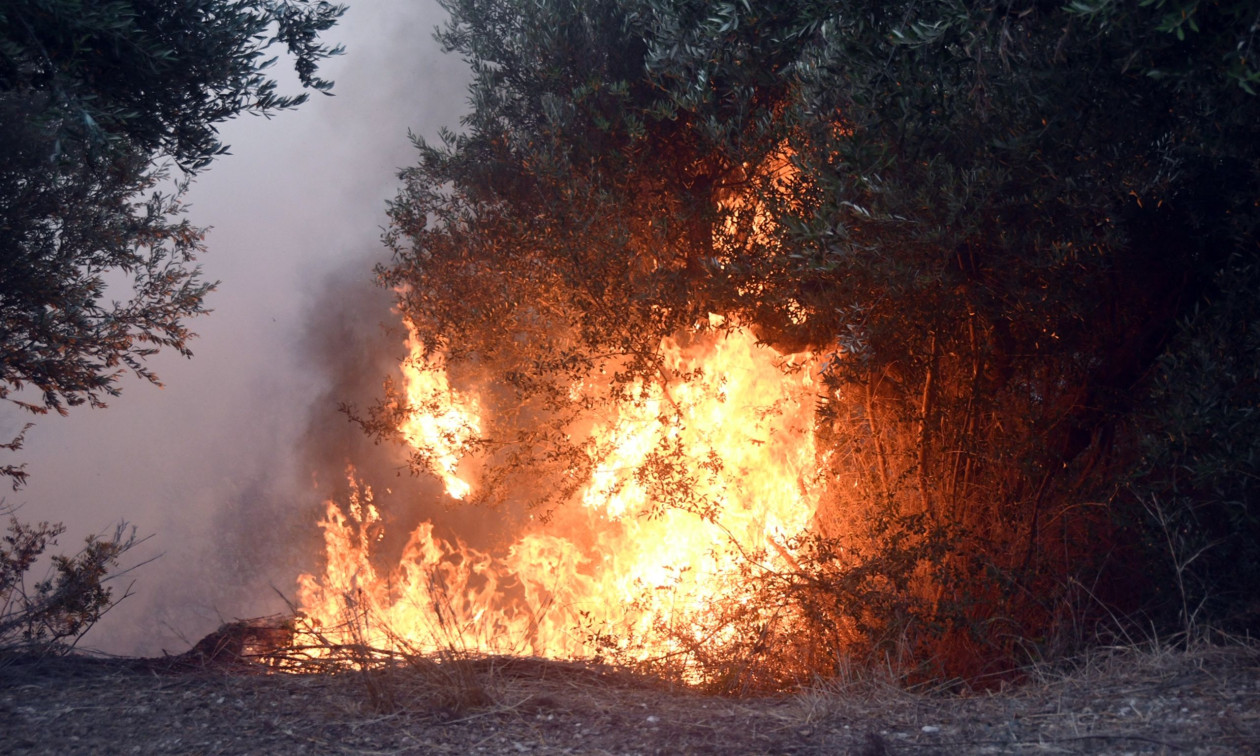 Φωτιά τώρα στα Βασιλικά Φθιώτιδας – Καίει σε δασική έκταση