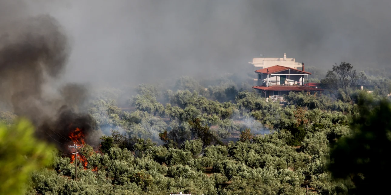 Φωτιά στη Βοιωτία: «Πλησιάζει στα σπίτια, είναι στα δέκα μέτρα, καίγονται ποιμνιοστάσια»