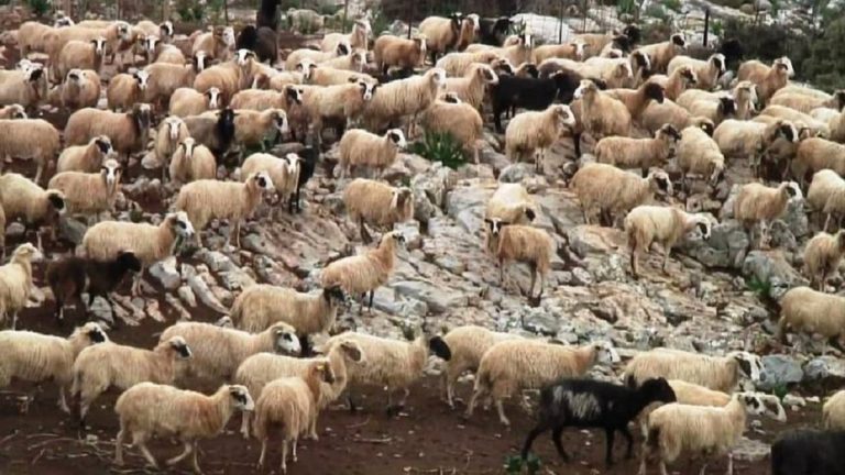 Ηράκλειο: Ούτε ένα ζώο δεν βρέθηκε στο μαντρί κτηνοτρόφου κατά τον έλεγχο – Συνελήφθη και ο αδερφός του με λειψά αιγοπρόβατα