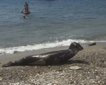 Μεσογειακή φώκια έκανε στάση για ξεκούραση στην παραλία της Αγίας Βάσως στο Τρίκερι
