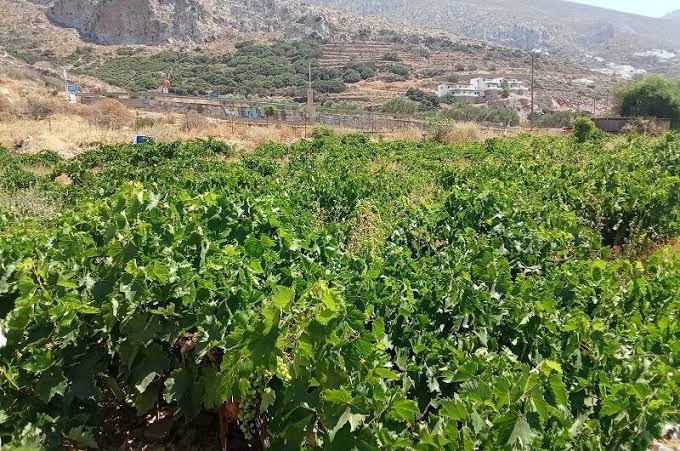 Ανδριανός: Νέο, σαφές και αναλογικό πλαίσιο για τις διοικητικές κυρώσεις στα  φυτοπροστατευτικά  προϊόντα