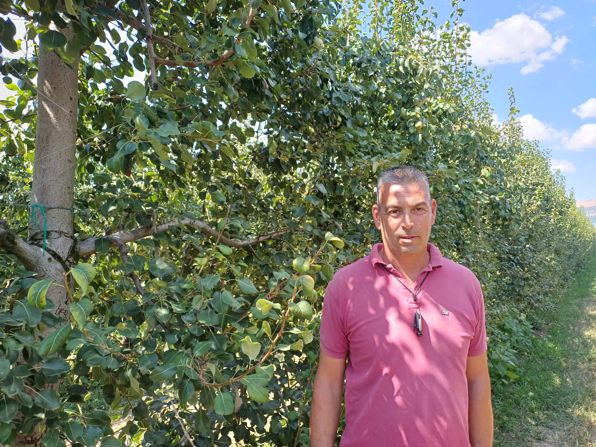 Τύρναβος: Ακαρπία και χαλάζι μείωσαν την φετινή παραγωγή στα αχλάδια «Κρυστάλλια» (ΦΩΤΟ)