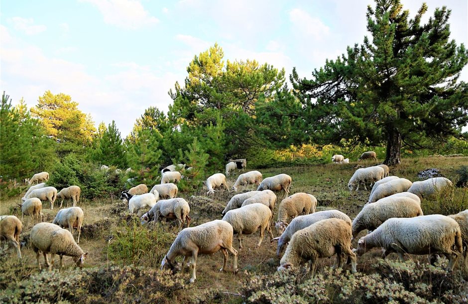 Στη Διαύγεια η πρόσκληση για την εξισωτική, μαζί με το ΟΣΔΕ οι αιτήσεις, πάνω από 236 εκατ. η δημόσια δαπάνη