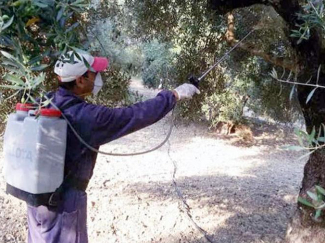 ΔΑΟ ΠΕ Λάρισας Περιφέρειας Θεσσαλίας: Δολωματικός ψεκασμός ελαιοπερίβολα στους Δήμους Τεμπών, Αγιάς, Ελασσόνας και Τυρνάβου