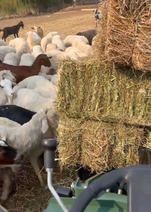Η ελληνική κτηνοτροφία δεν υποχωρεί απλώς. Αδειάζει.