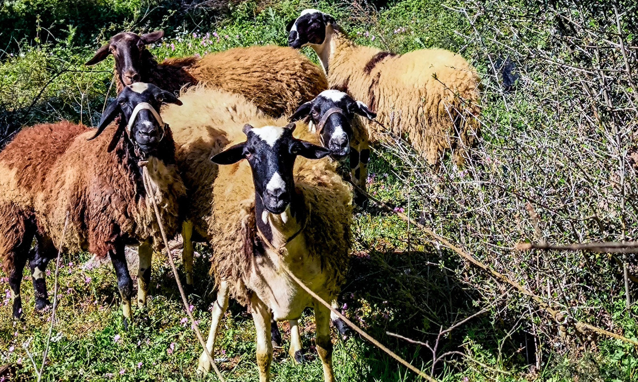 Κτηνοτρόφοι: Υποχρεωτική η τοποθέτηση ηλεκτρονικού βώλου σε όλα τα αιγοπρόβατα από το 2027
