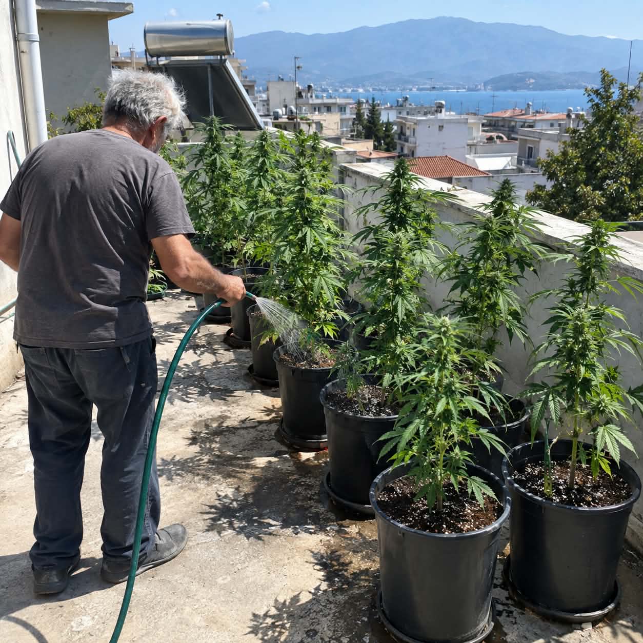 Βόλος: Σε «πράσινη ταράτσα» είχε μετατρέψει 69χρονος την οικία του – Βρέθηκαν 10 δενδρύλλια κάνναβης 2 μέτρων